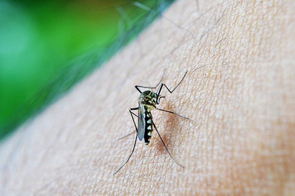 蚊のイメージ画像
